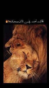 pin by hadeer iq on lion اسد iphone wallpaper quotes love quotes for book lovers beautiful arabic words