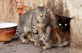 A Closer Look At Community Cats Stray Cats Tnr Aspca
