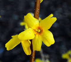 Forsythie Goldrausch Forsythia Intermedia Goldrausch Art Village Spring Flowers Flowers