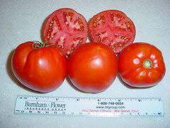 There many different tomato varieties' seeds availlable in our store. Ramapo Tomato