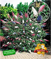 Lila stauden und blühpflanzen für den garten. Baldur Garten Sommerflieder Papillion Tricolor 1 Pflanze Buddleja Davidii Buddleia Schmetterlingsflieder Tricolor Schmetterlingsstrauch Zierstrauch Amazon De Garten