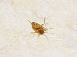Terminix pest control of houma, la provides comprehensive pest control services to residential, commercial & industrial clients. Bed Bugs Control Eradication Lafayette La Paradigm Pest Llc