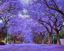 Gardeners can propagate jacaranda trees through softwood cuttings or through planting seeds. Paulownia Elongata 50 Seeds In 2021 Jacaranda Tree Beautiful Tree Flowering Trees