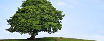 Sycamore