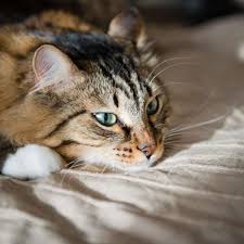 Halk Arasinda Kedi Aids I Olarak Bilinen Feline Immunodeficiency Virus Fiv Hastaligi Veterinersitesi Com