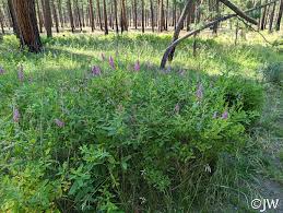Image result for Spiraea douglasii