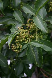 Image result for Searsia pyroides