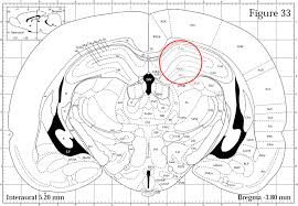 History of the human protein atlas. Expression Of Bdnf And Trkb In The Hippocampus Of A Rat Genetic Model Of Vulnerability Roman Low Avoidance And Resistance Roman High Avoidance To Stress Induced Depression Serra 2017 Brain And Behavior