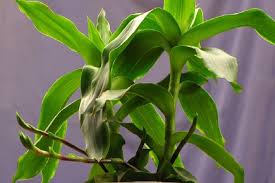 Cây lược vàng: loài cây làm cảnh có thể chữa bệnh, ít người biết tới