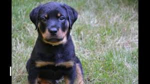 Growing Rottweiler From Puppy To Adult