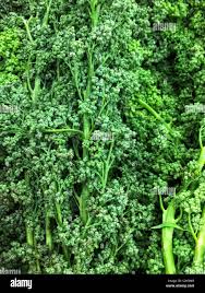 Image result for Chenolea