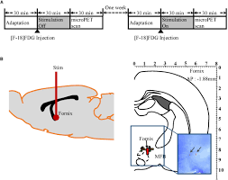 frontiers fornix stimulation induces metabolic activity