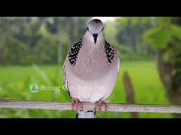 Mas kribo 95.322 views2 years ago. Burung Tekukur Suara Ciri Makanan Mitos Jenis Habitat Dan Perawatannya Kicaumania Net
