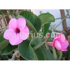 Image result for Adenium boehmianum