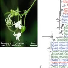 Image result for Zehneria tridactyla