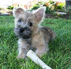 Cairn Terrier Puppy On The Grasss Png Cairn Terrier Puppies Terrier Puppies Terrier Puppy
