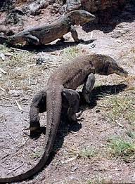 Biawak adalah sebutan umum untuk keluarga kadal yang tergabung dalam genus varanus. Komodo Wikipedia Bahasa Indonesia Ensiklopedia Bebas