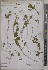 Image result for Pycnospora