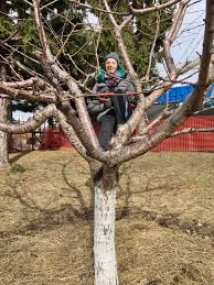 Neglecting to prune your fruit trees won't stop production of fruit. Winter Fruit Tree Pruning In Ben Nobleman Park Community Orchard In Toronto Ben Nobleman Park Community Orchard