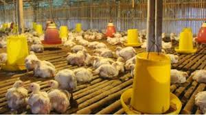 Ayam petelur termasuk komoditas peternakan yang cukup banyak diminati oleh masyarakat. Di Jawa Timur Harga Ayam Ras Anjlok Sempat Sentuh Rp 6 000 Perkilogram Peternak Pun Mengeluh Surya