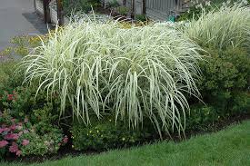 Image result for Miscanthus violaceus