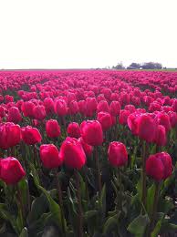 Hollandse Tulpen Poppies Flower Plants Flowers Garden