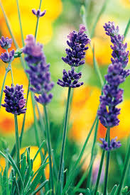 Order now for delivery tomorrow or order by 3pm for same day flower delivery across thanks to our network of extremely talented and highly professional local florists, you can place your order for flowers online before 3pm monday to. Lavender Buds Hgtv