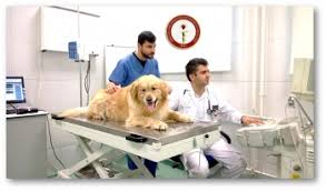Gezici Veteriner Klinigi 0539 587 75 02 Tekirdagda Veteriner Reklamsayfalari Com