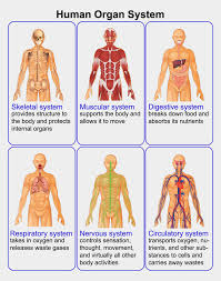 The human body has 11 body systems. Organization Of The Human Body 5 Main Organ Systems Cliparts Cartoons Jing Fm