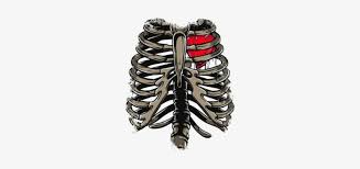 Find the perfect rib cage drawing stock photos and editorial news pictures from getty images. I Remember Drawing A Ribcage With A Heart Inside That Skeleton Rib Cage Twin Duvet Transparent Png 674x518 Free Download On Nicepng