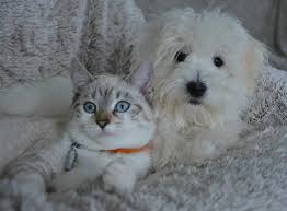 Dog behavior explained dog aggression can ultimately lead to more violent situation if not set under control. 6 Realistic Ways On How To Stop Dog Aggression Towards Cats