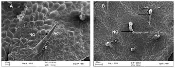 Image result for Cyphostemma saxicola