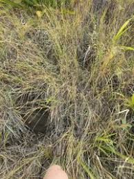 Image result for Heteropogon