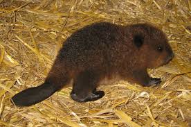 Beaver Kit Baby Beaver Baby Animals Cute Baby Animals