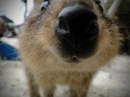 Quokka Nose Cute Animals Funny Animals Quokka