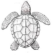 Hand drawn sea turtle mascot for adult coloring. Mandala Coloring Printable Sea Turtle Coloring Pages For Adults Novocom Top