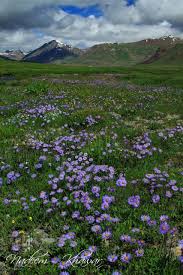 Flowers At Deosai National Parks Wild Flowers Beautiful Nature