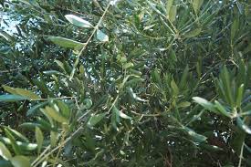 Image result for Oleaceae