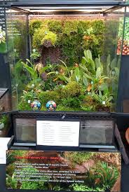 The Gardengoer A Day At The London Orchid Show Orchid Show Orchids Online Orchids