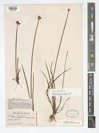 Image result for Aristea abyssinica