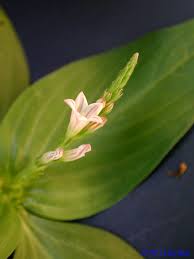Image result for Spigelia anthelmia