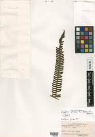 Image result for Ctenitis cirrhosa