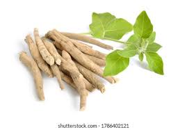 Image result for Withania