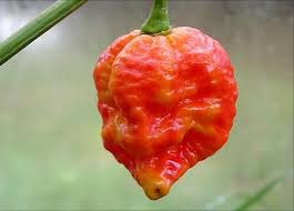 What Are The Hottest Peppers In The World 2020 List Stuffed Peppers Stuffed Hot Peppers Super Hot Peppers