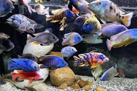37 Gallon Starter Tank To Grow Out | Cichlid Fish Forum