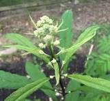 Help identifying native plants from North Jersey sale