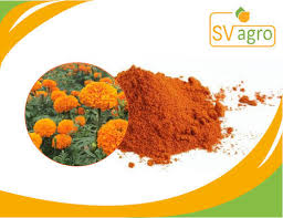Extraction of the dried flower: Sv Agro Marigold Flower Extract Lutein 10 Pack Size 25kg Rs 2500 Kg Id 11718812812