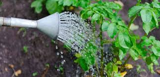 A vegetable garden can be productive and. Irrigation In The Vegetable Garden