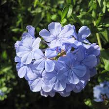We did not find results for: Royal Cape Plumbago Plumbago Auriculata Monott In Lafayette Louisiana La At All Seasons Nursery