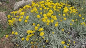 Image result for Helichrysum lastii